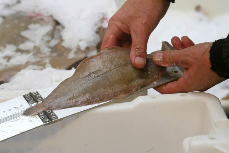 FOTO Manos sostienen un pescado mientras es medido.